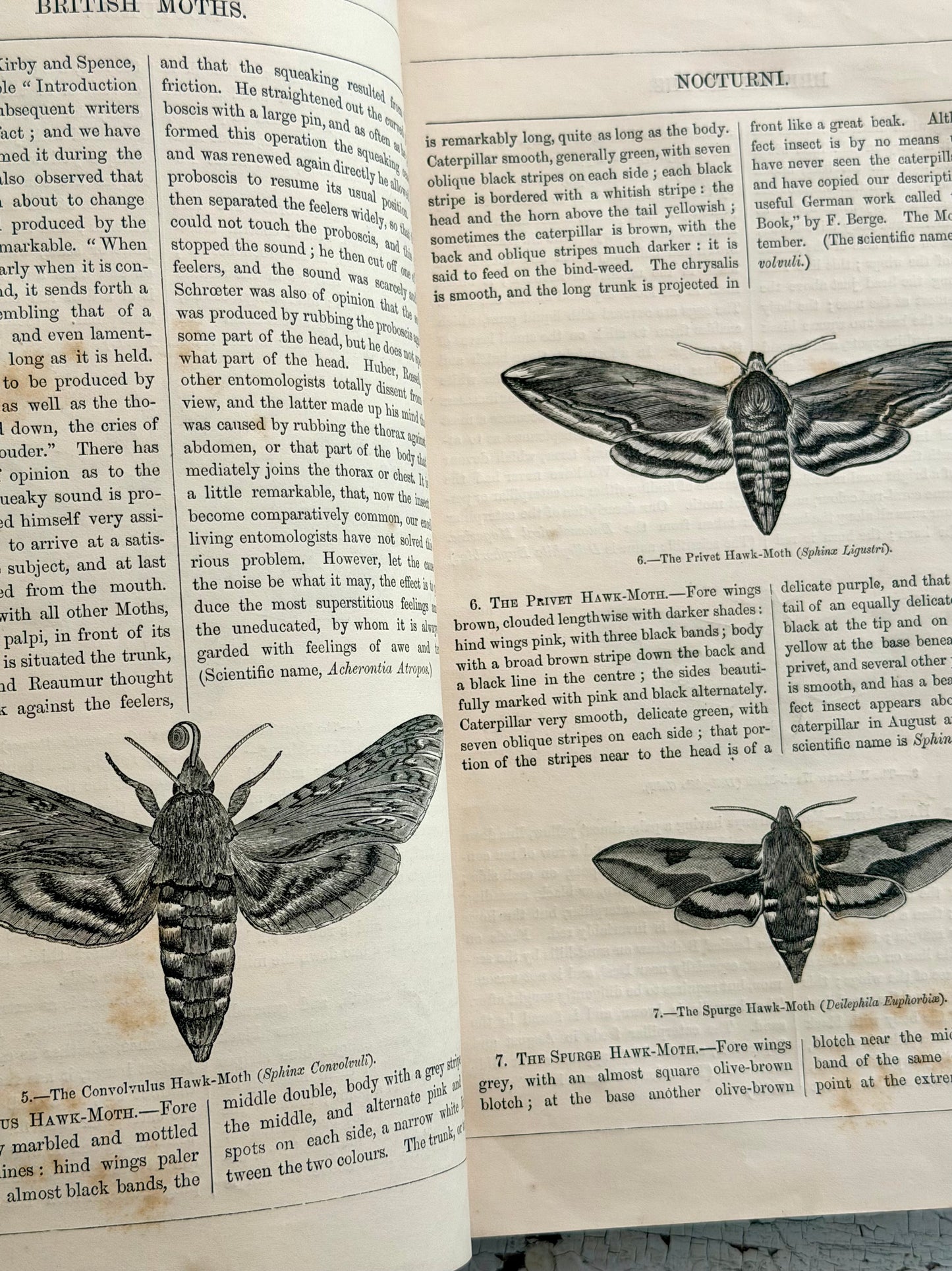 1869 Illustrated Natural History of British Moths Book