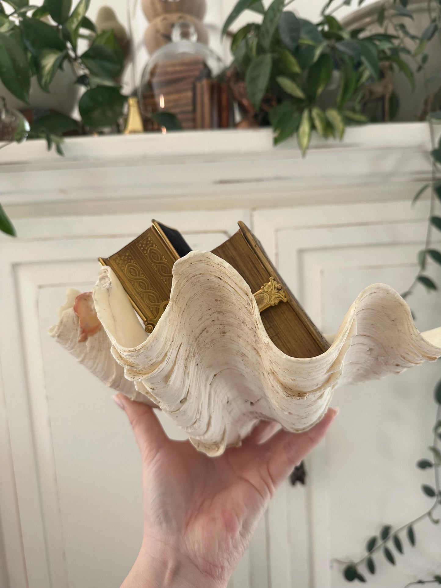 Large Clam Shell 🐚