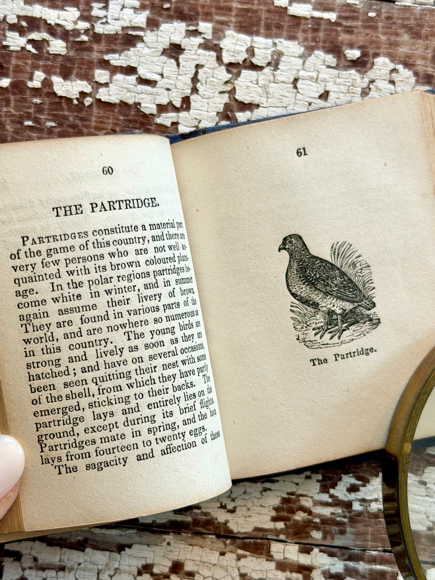 Miniature “The Birds of America” Book