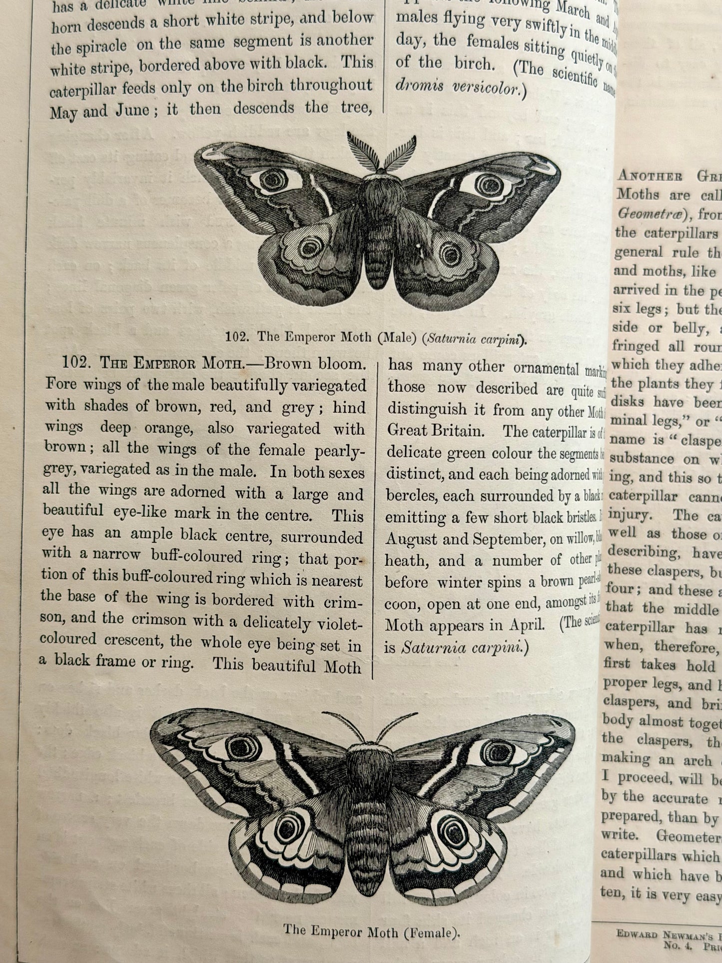 1869 Illustrated Natural History of British Moths Book