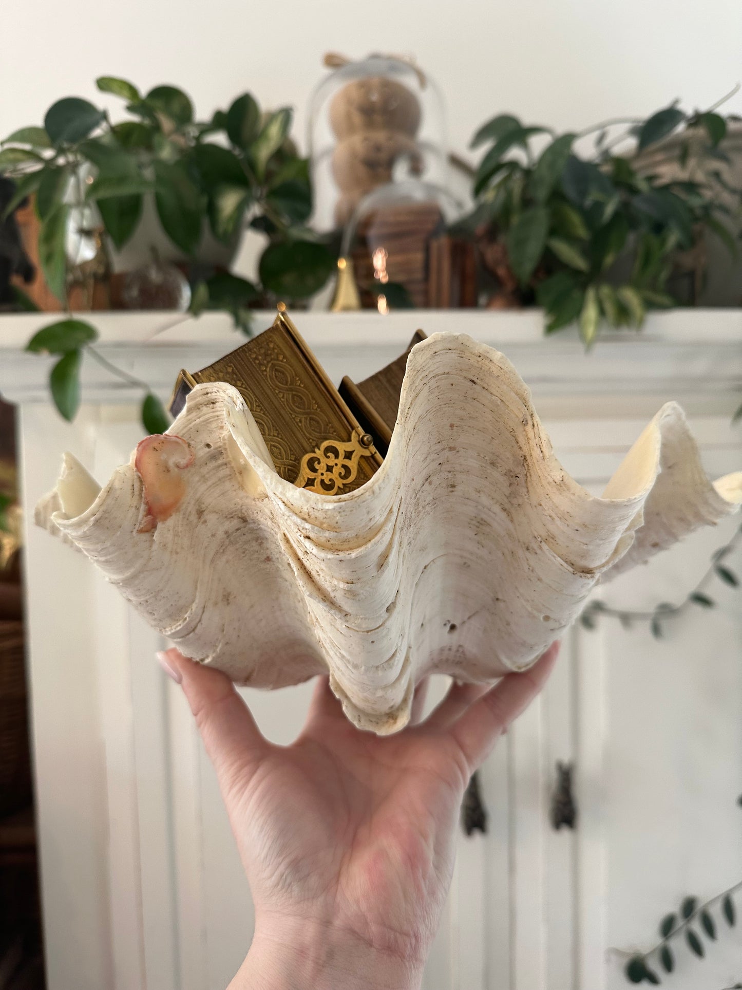 Large Clam Shell 🐚