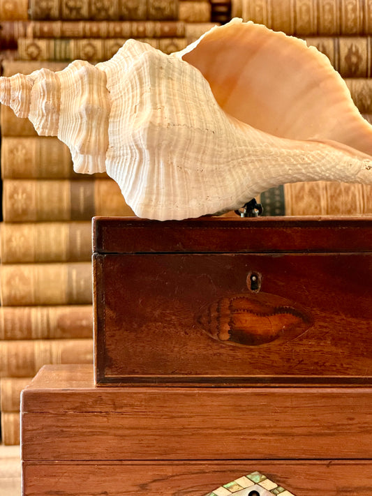 Antique English Mahogany Wood Box with Conch Shell Inlay