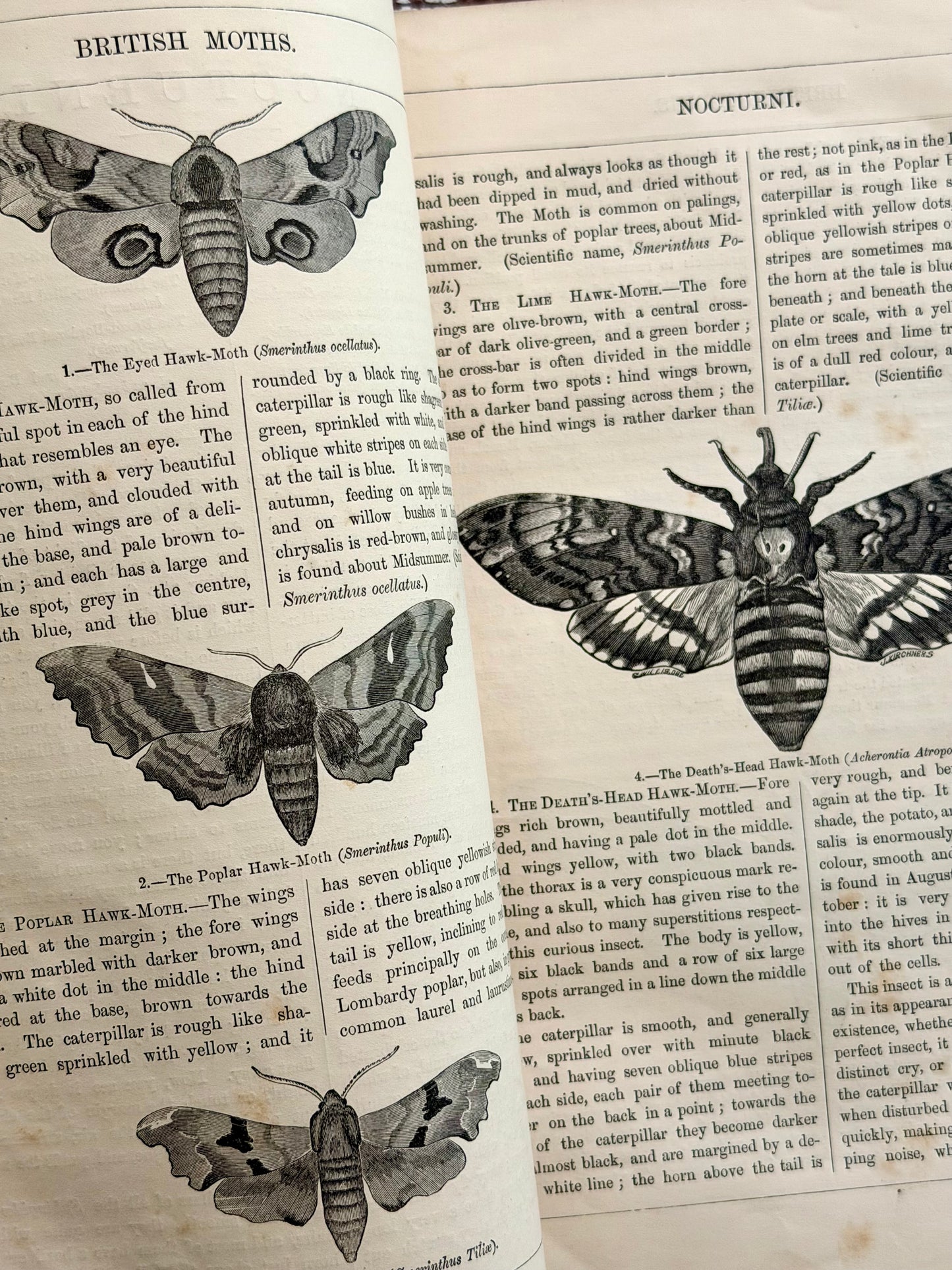1869 Illustrated Natural History of British Moths Book