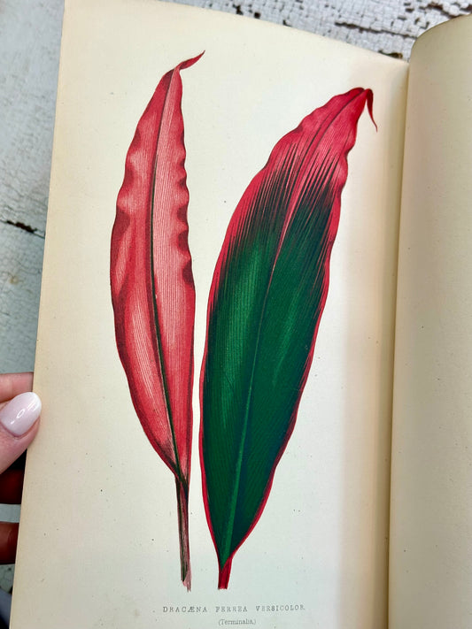 1868 Beautiful Leaved Plants Book with Colored Illustrations