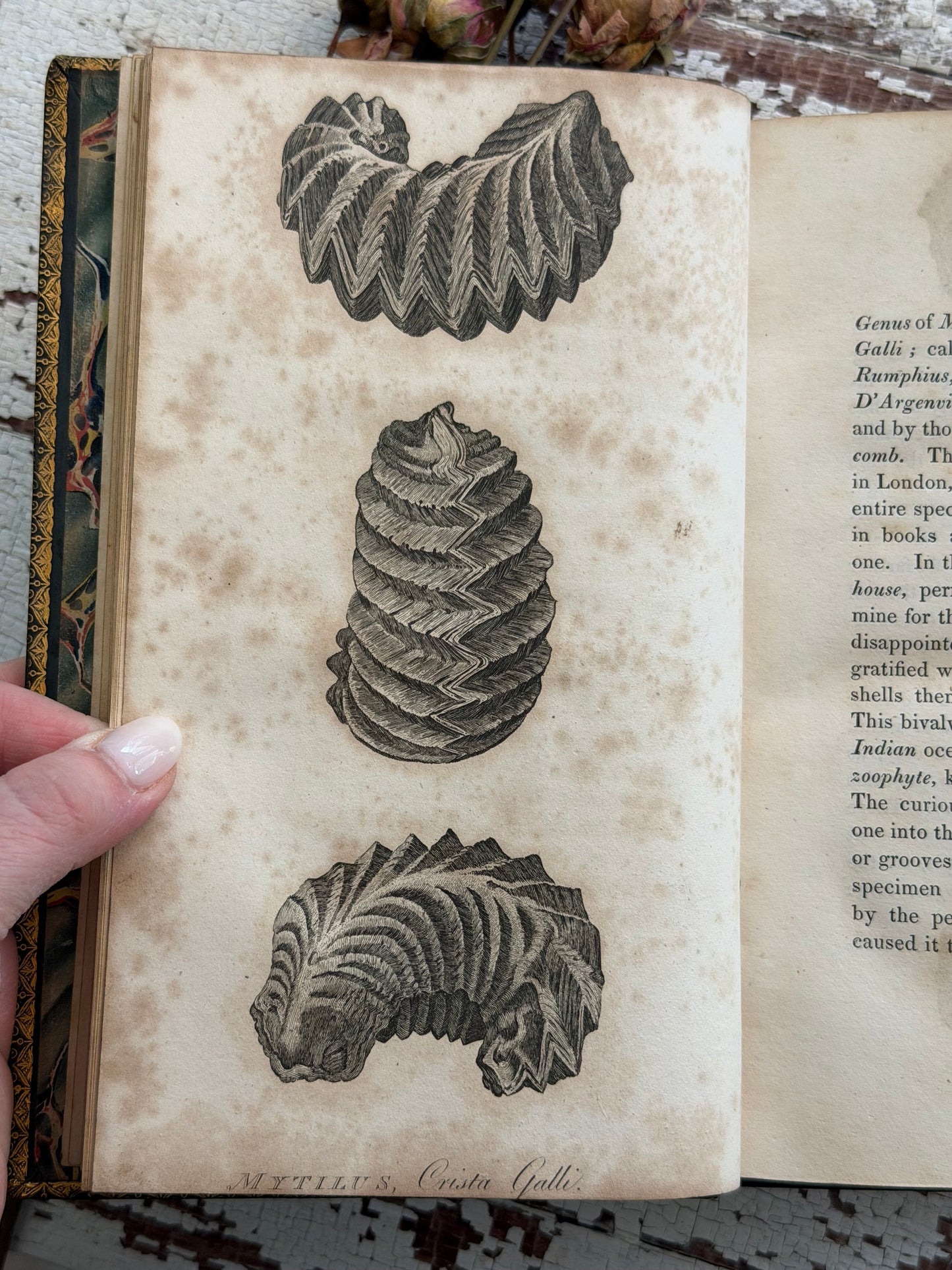 1825 The Natural History of Selborne By Rev. Gilbert White