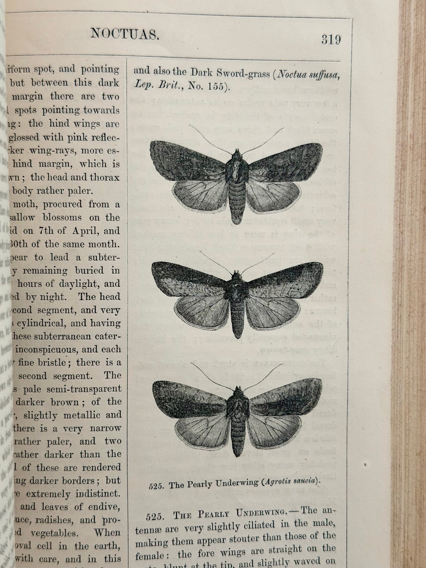 1869 Illustrated Natural History of British Moths Book