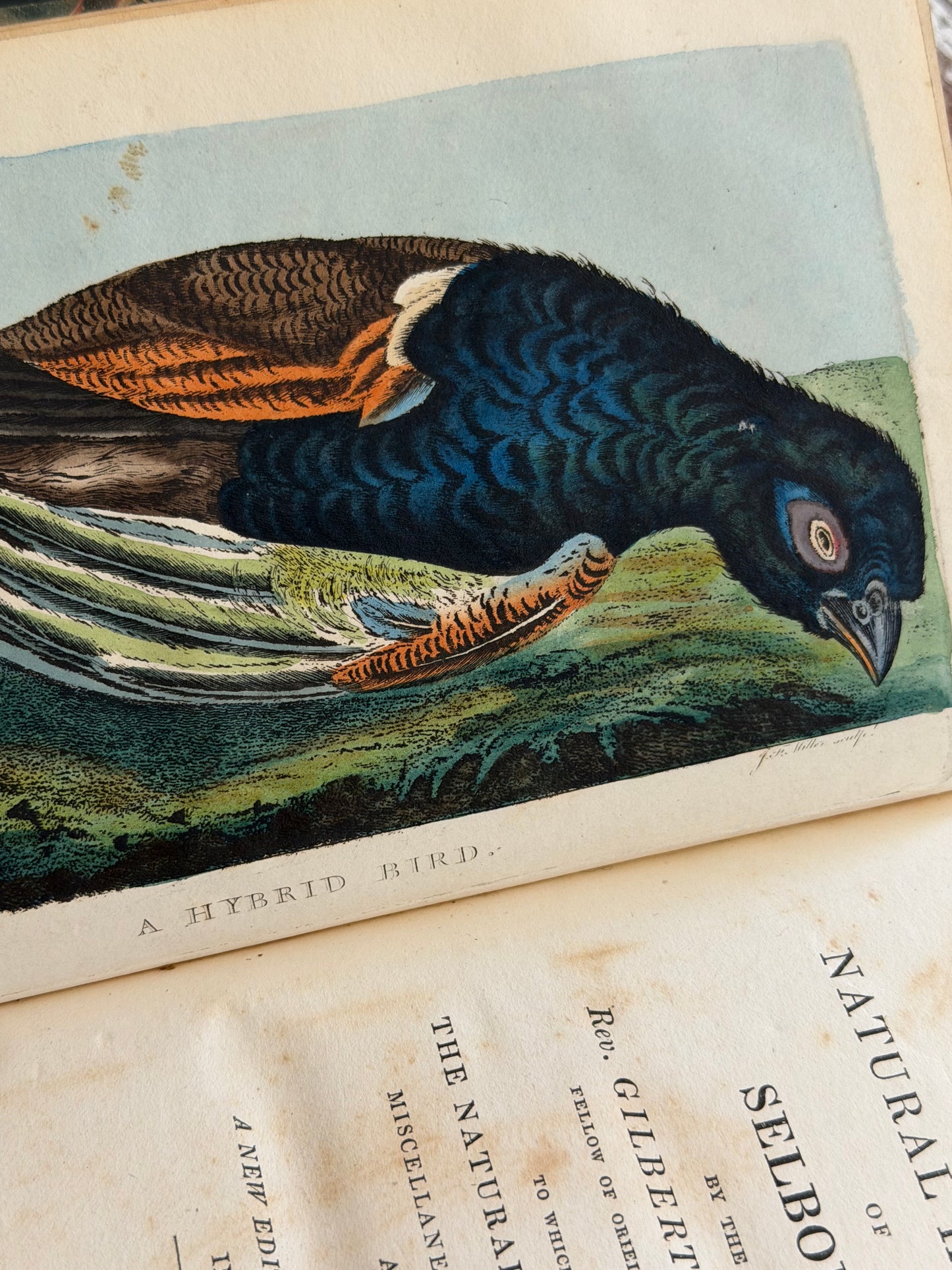 1825 The Natural History of Selborne By Rev. Gilbert White