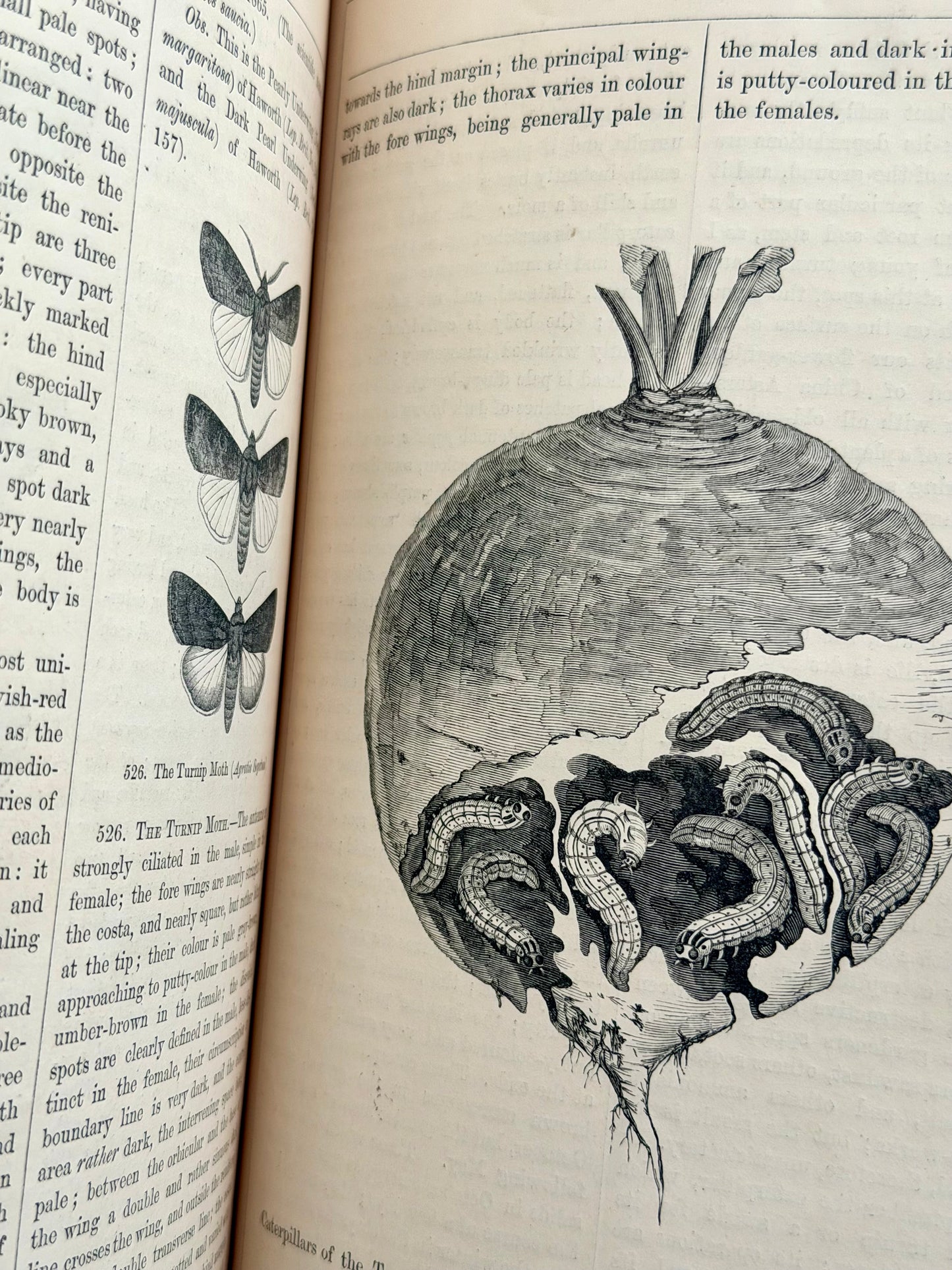 1869 Illustrated Natural History of British Moths Book