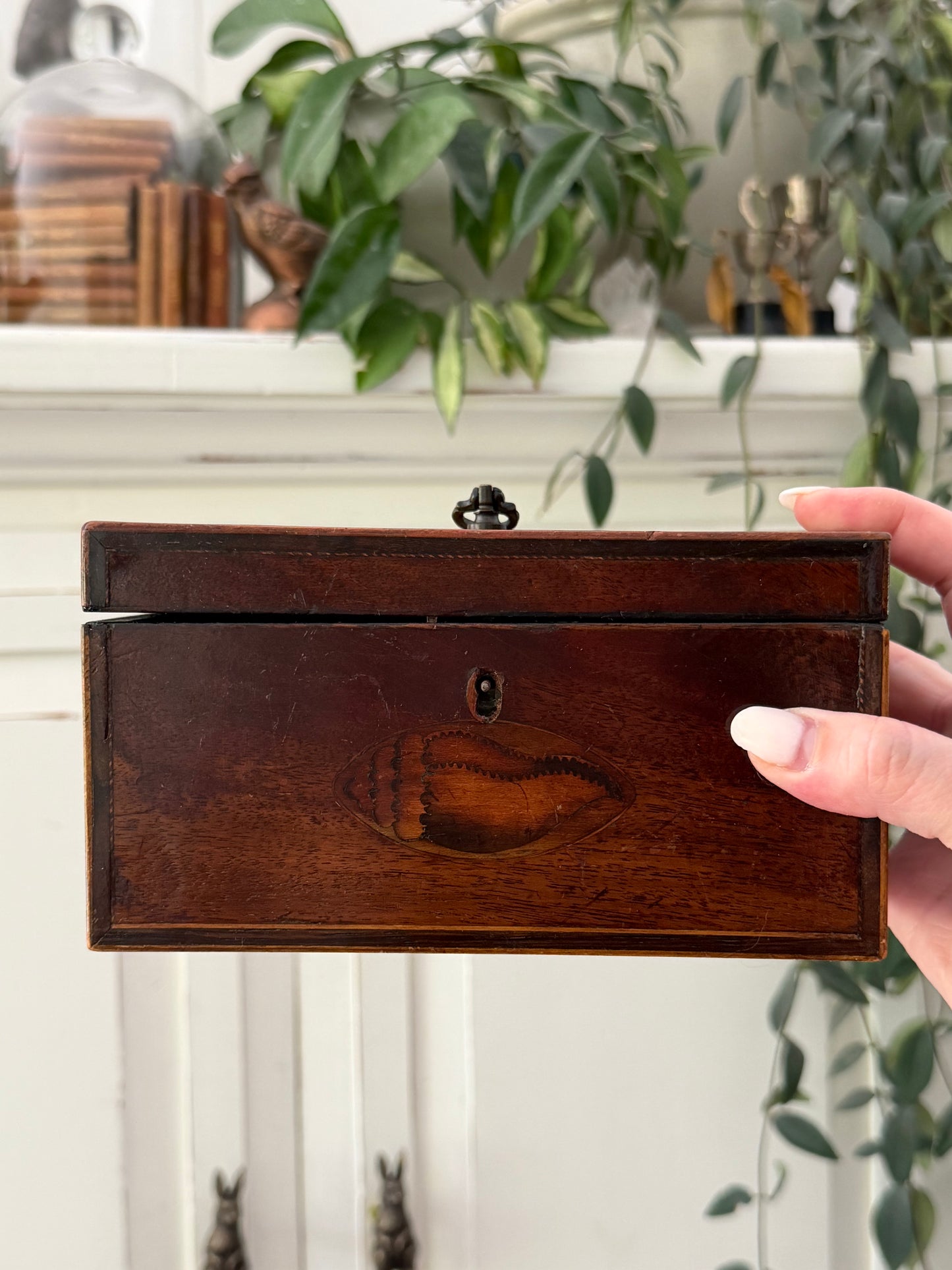 Antique English Mahogany Wood Box with Conch Shell Inlay