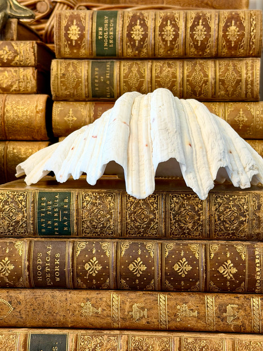 Real Half Clam Shell