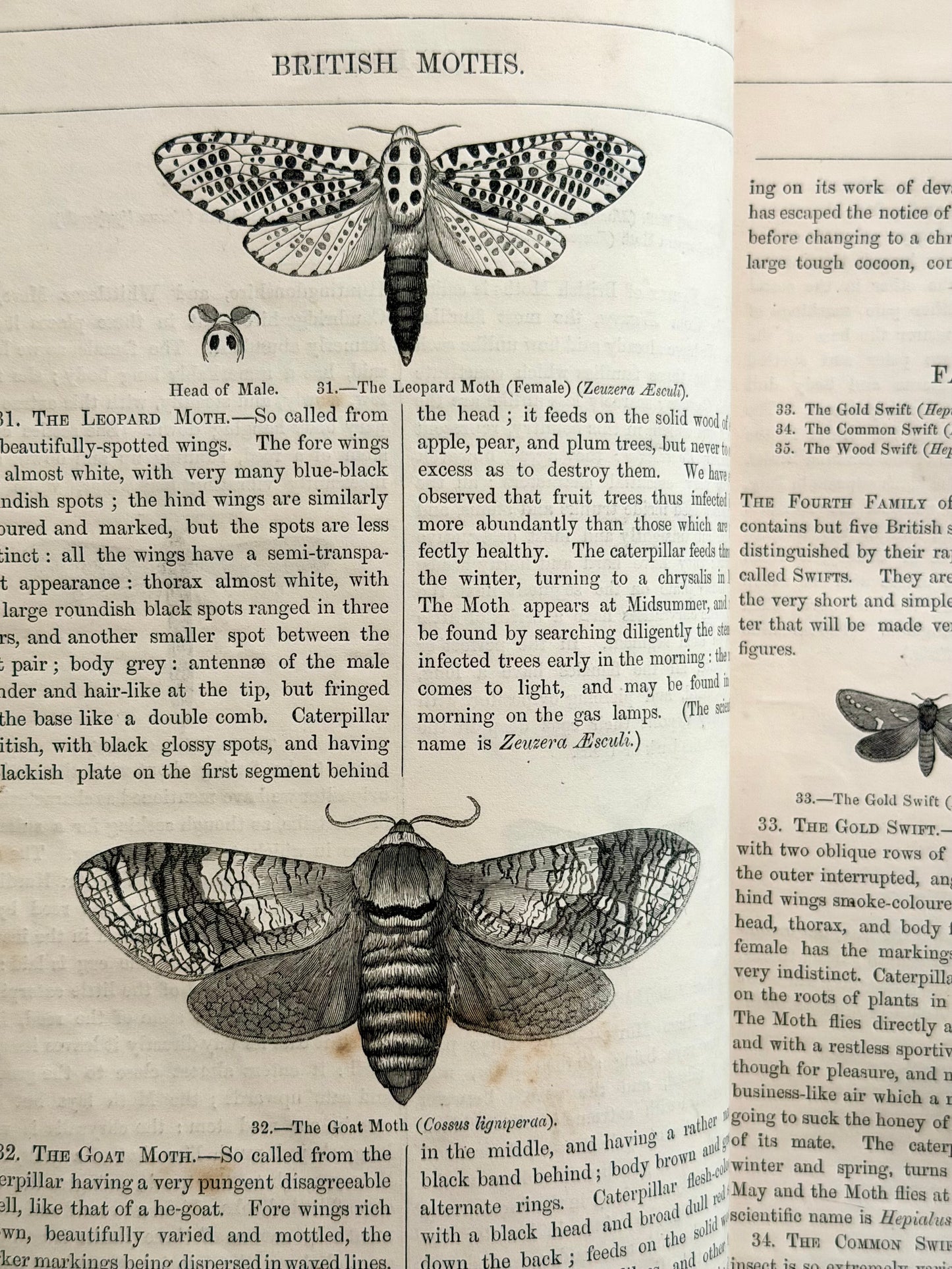 1869 Illustrated Natural History of British Moths Book