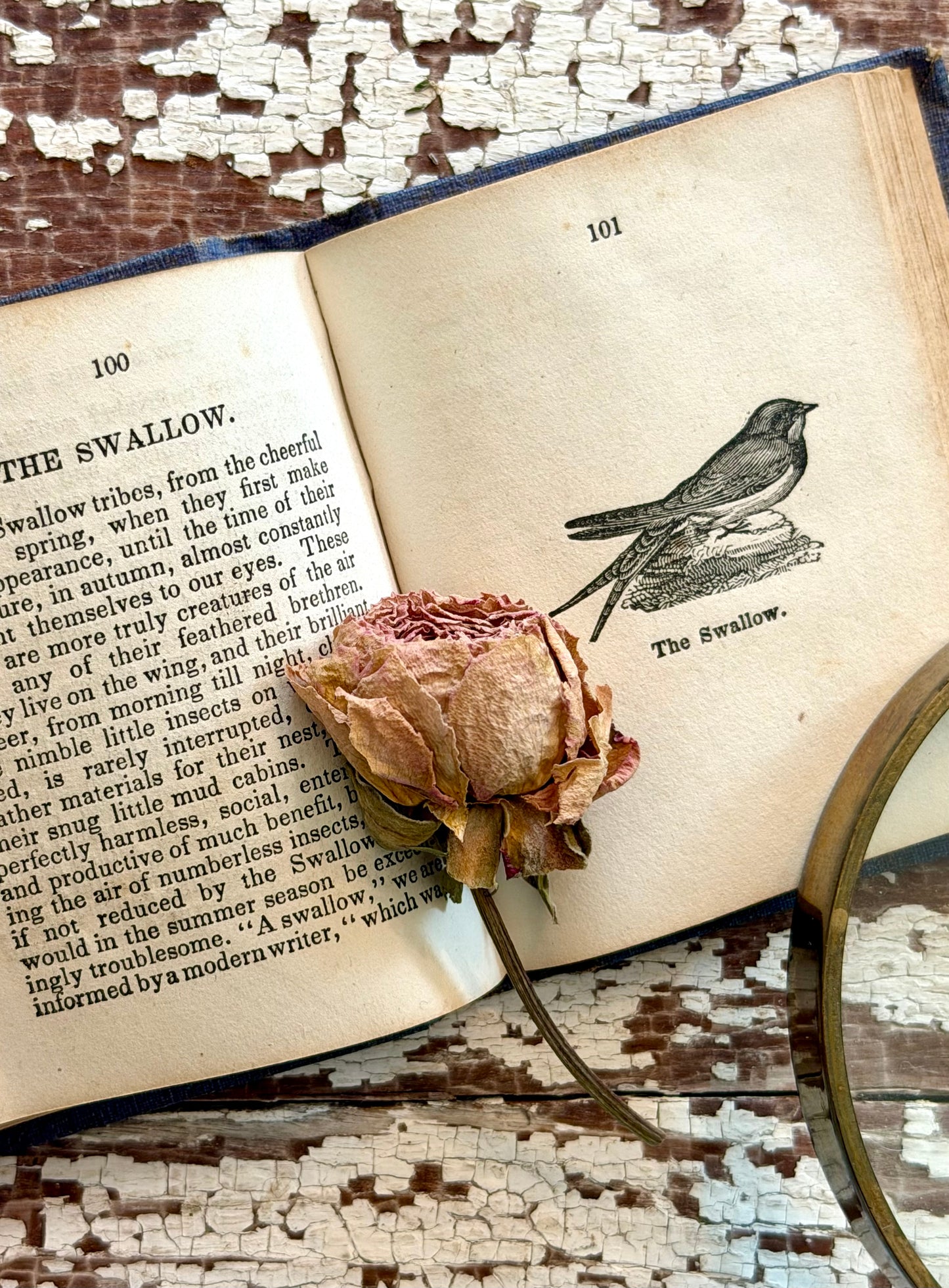 Miniature “The Birds of America” Book