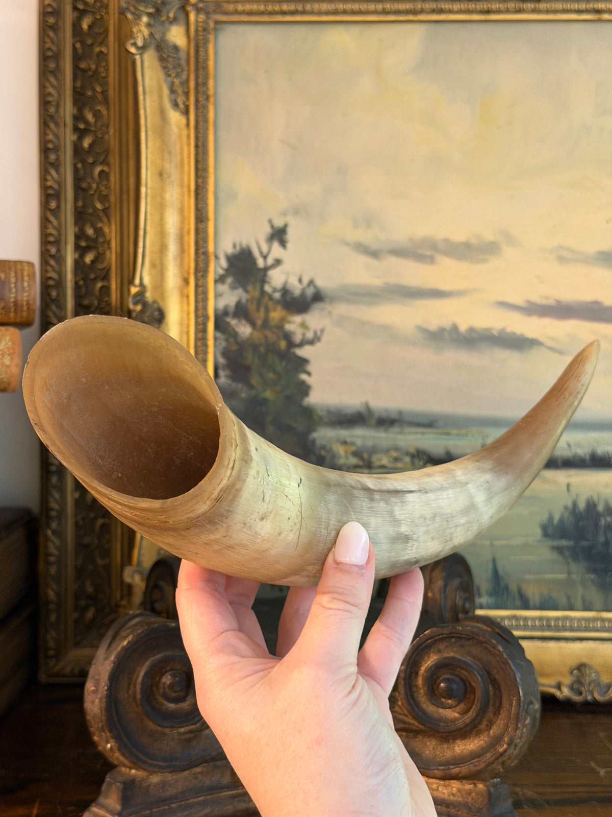 Real Ox Horn