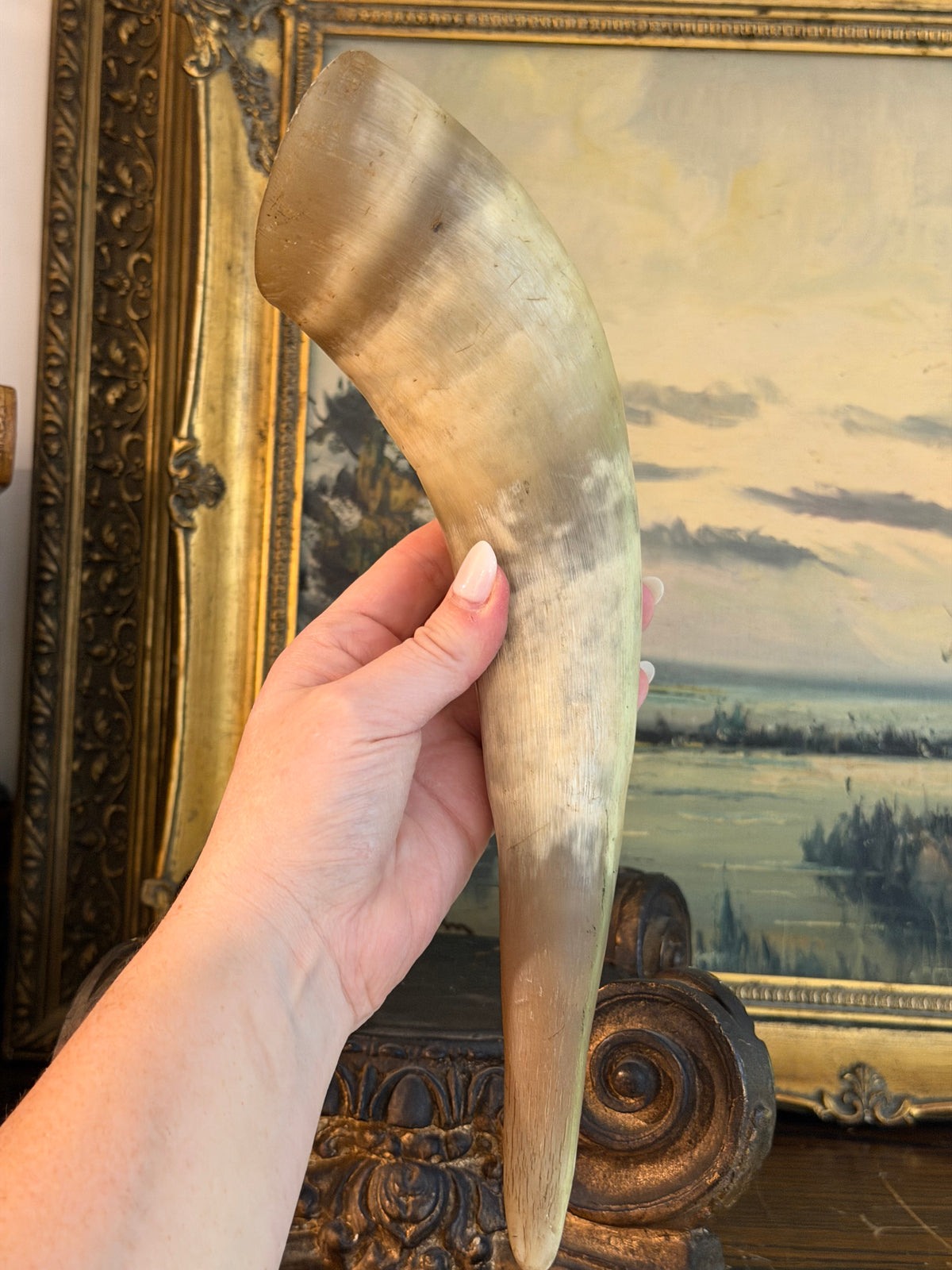 Real Ox Horn