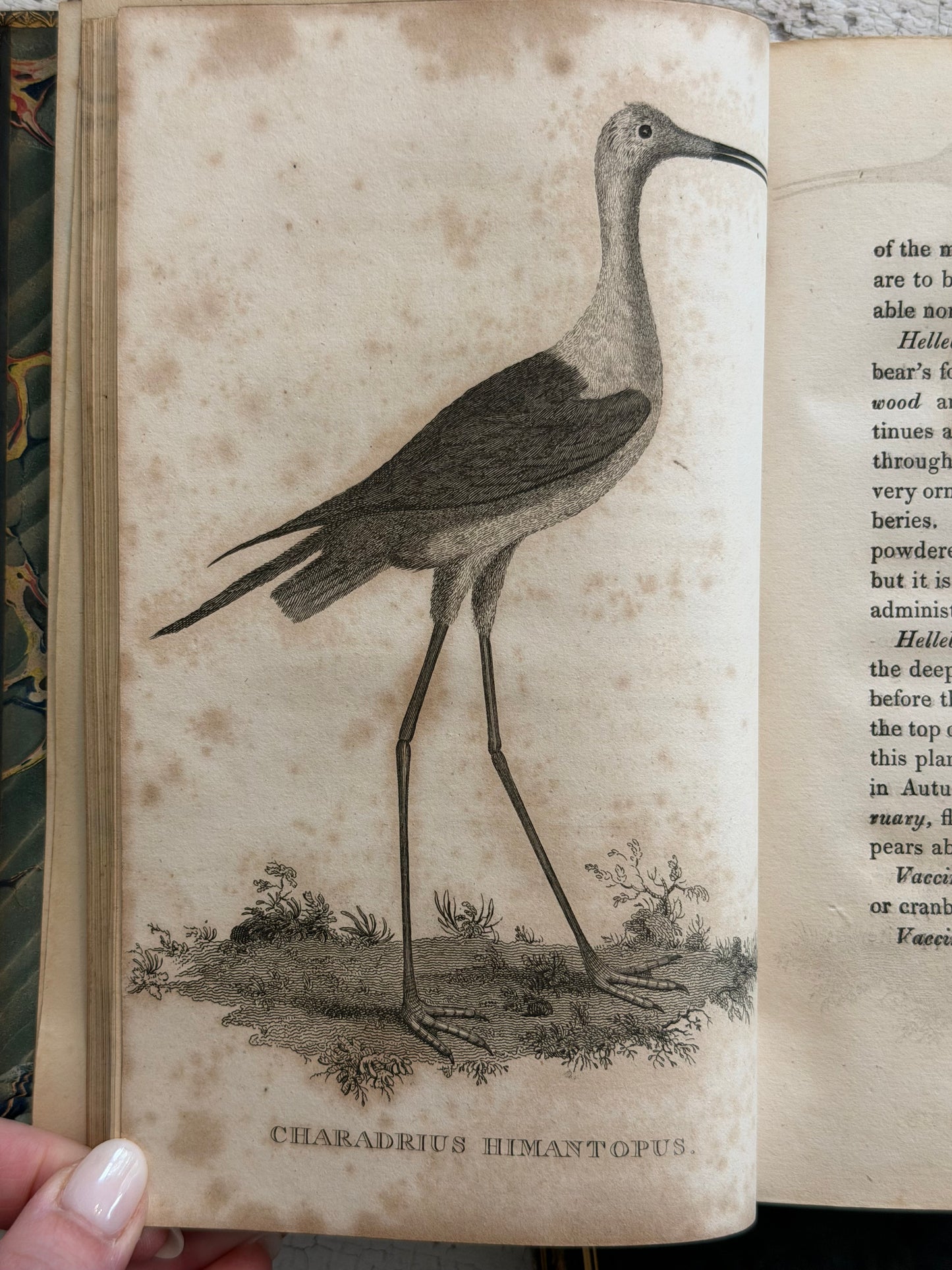 1825 The Natural History of Selborne By Rev. Gilbert White