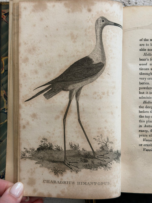 1825 The Natural History of Selborne By Rev. Gilbert White