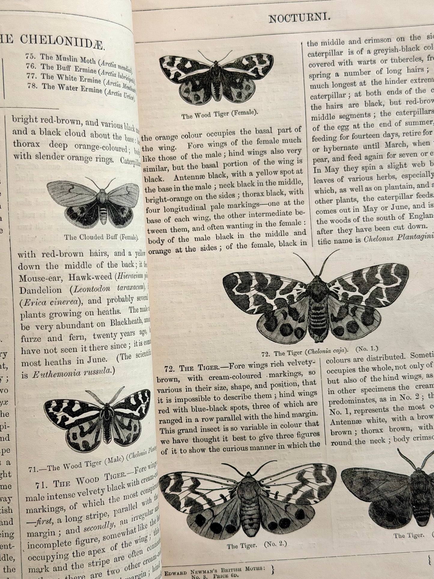 1869 Illustrated Natural History of British Moths Book