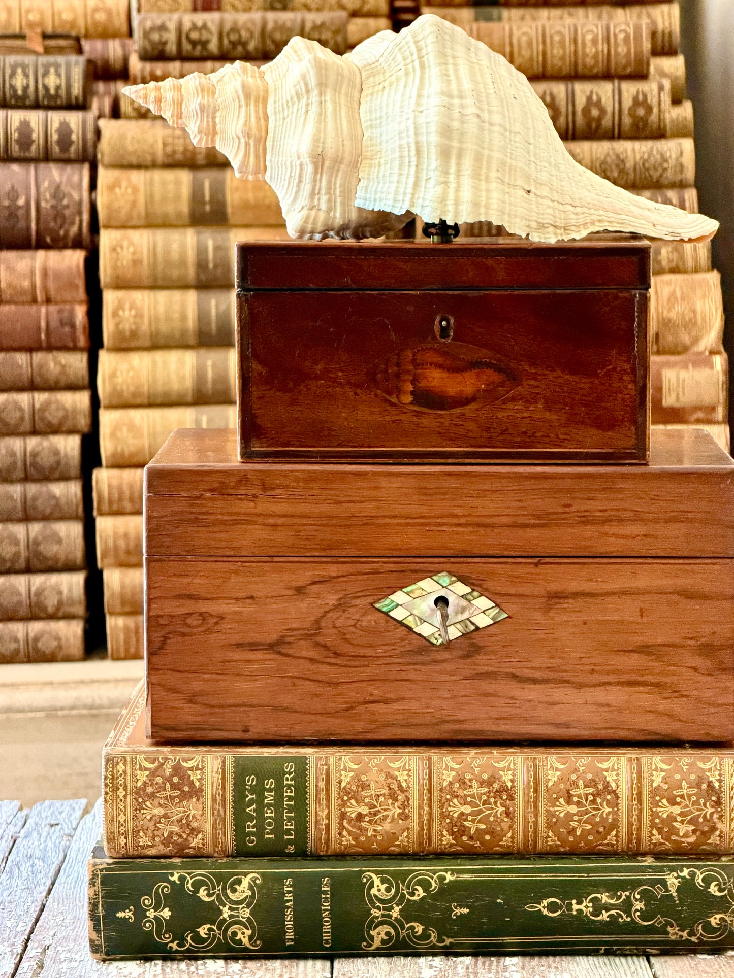 Antique English Mahogany Wood Box with Conch Shell Inlay