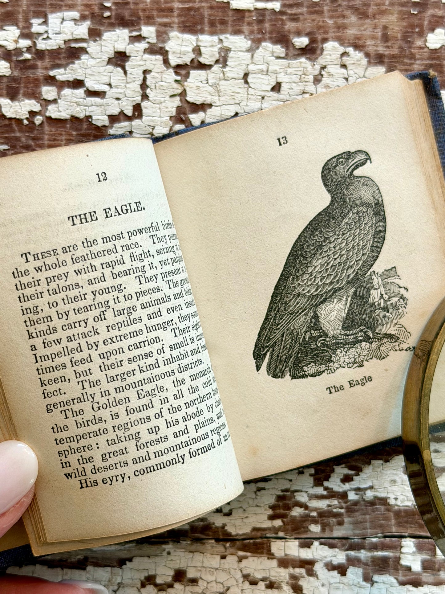 Miniature “The Birds of America” Book