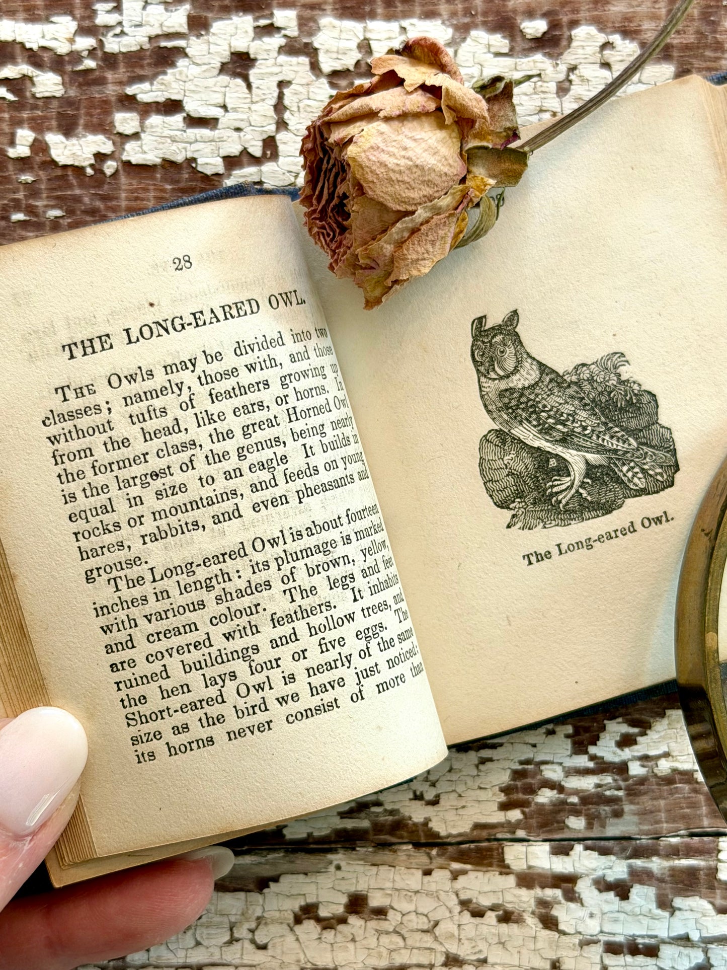 Miniature “The Birds of America” Book