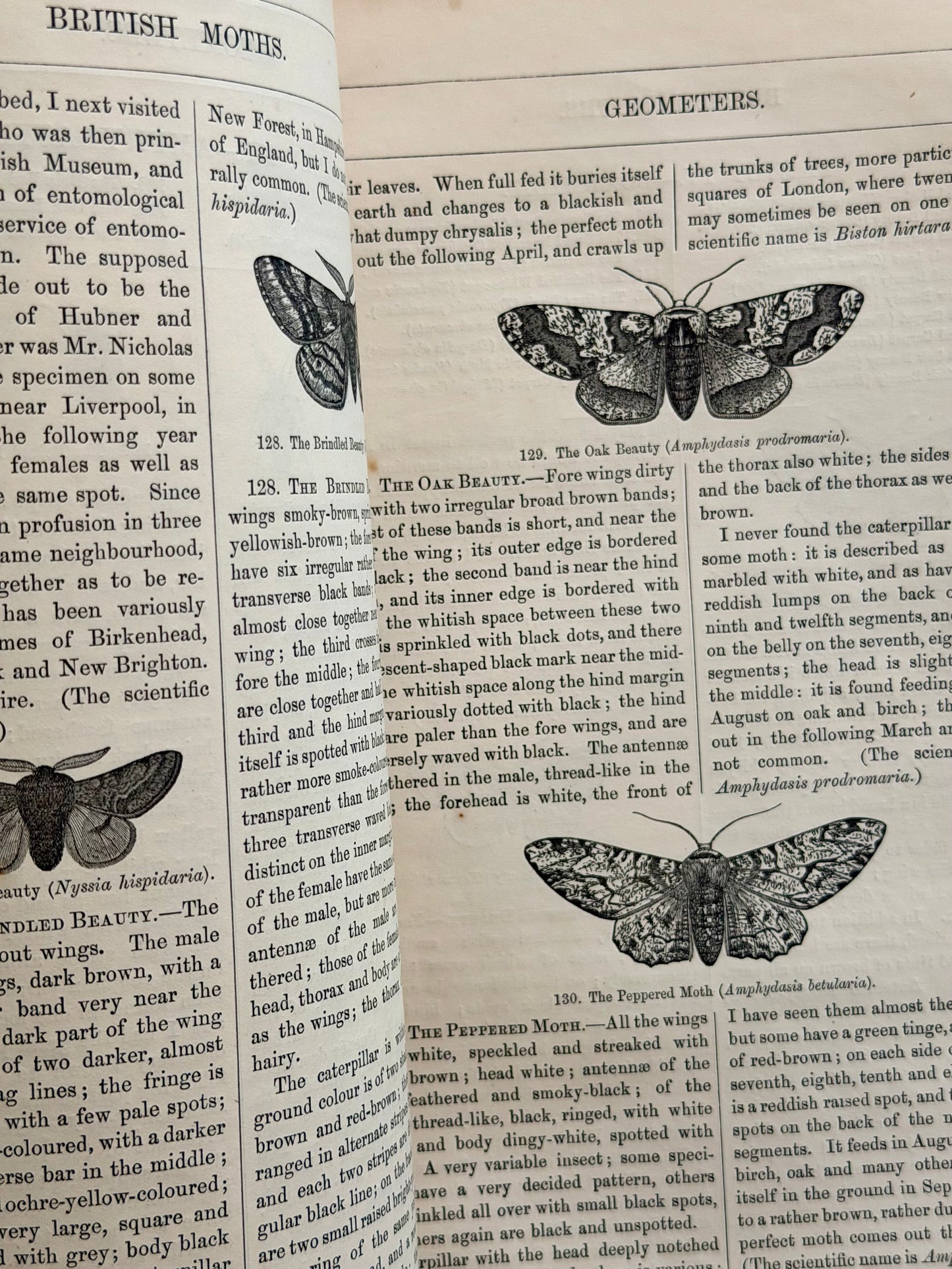 1869 Illustrated Natural History of British Moths Book