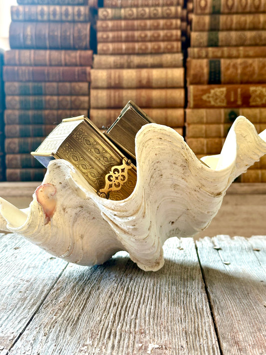 Large Clam Shell 🐚
