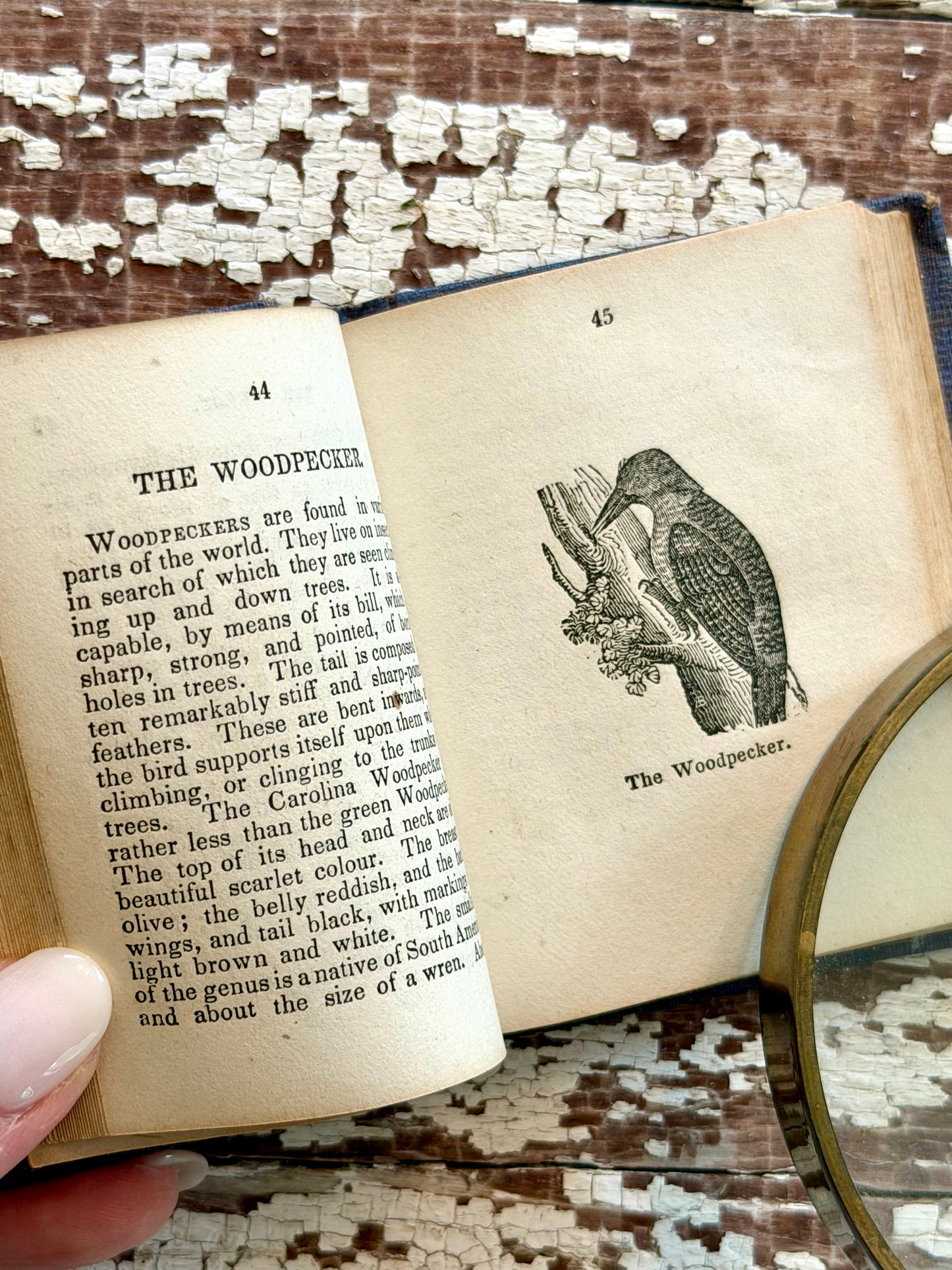 Miniature “The Birds of America” Book