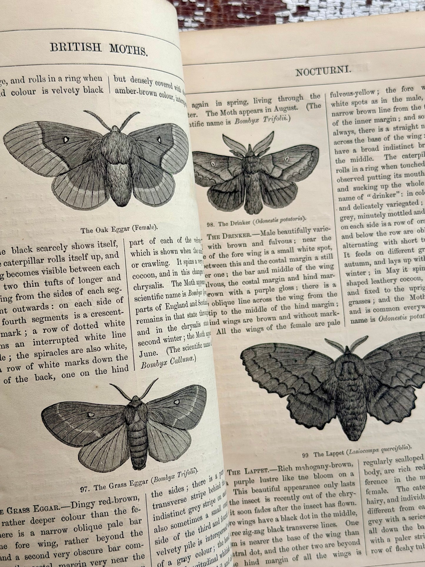 1869 Illustrated Natural History of British Moths Book