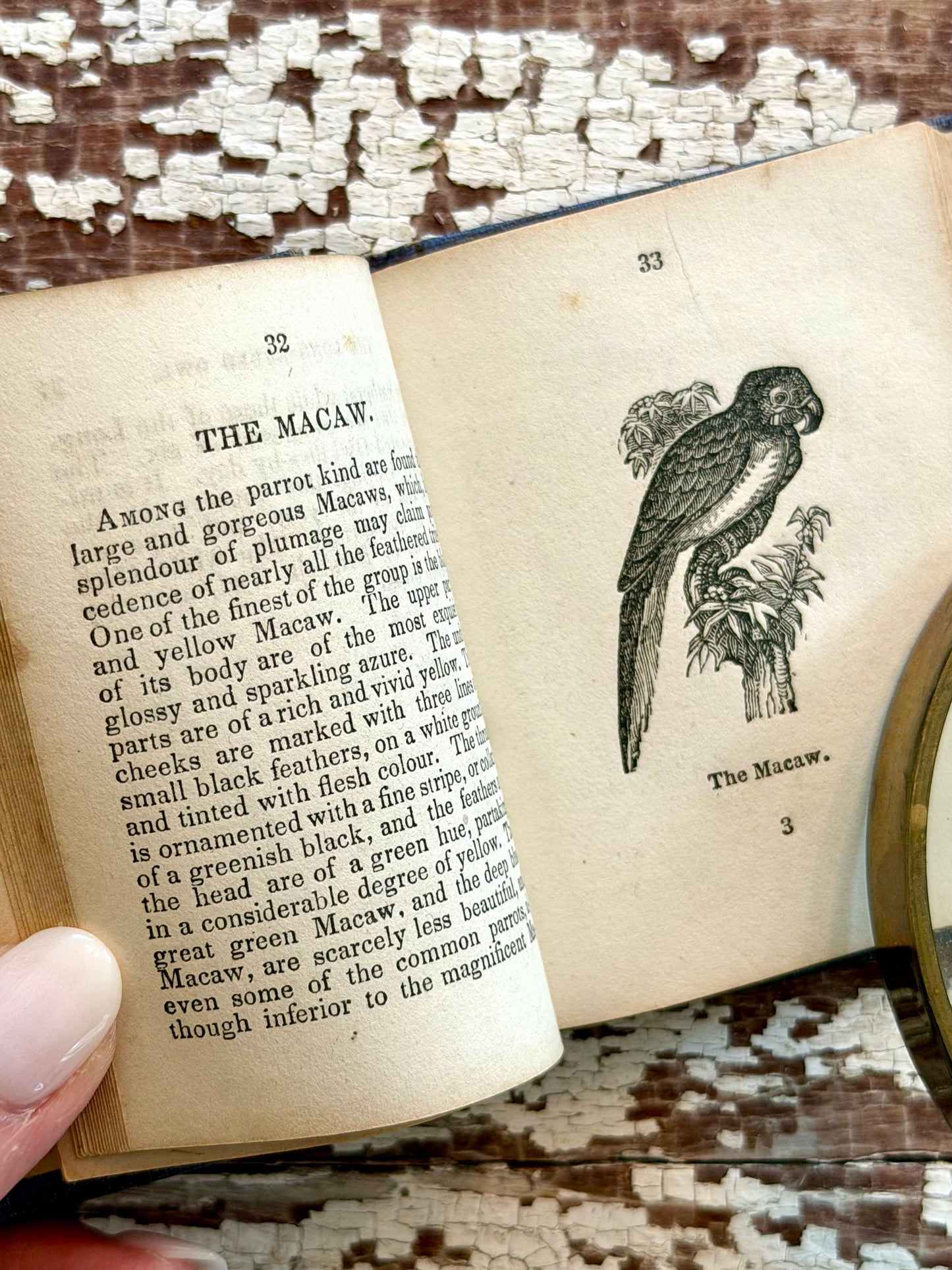 Miniature “The Birds of America” Book